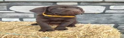 Labrador Retriever dogs for sale: Moose - Ad 1