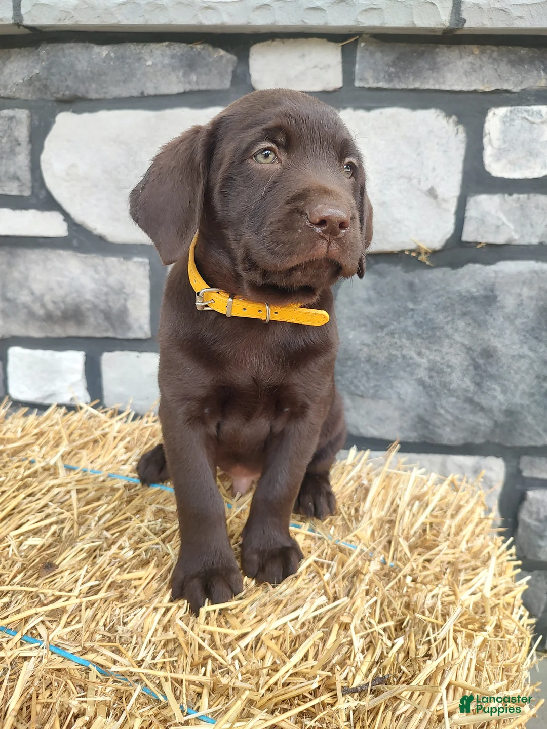 Labrador Retriever dogs for sale: Moose - Ad 1