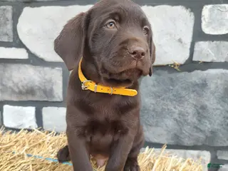 Labrador Retriever dogs for sale: Moose - Ad 2