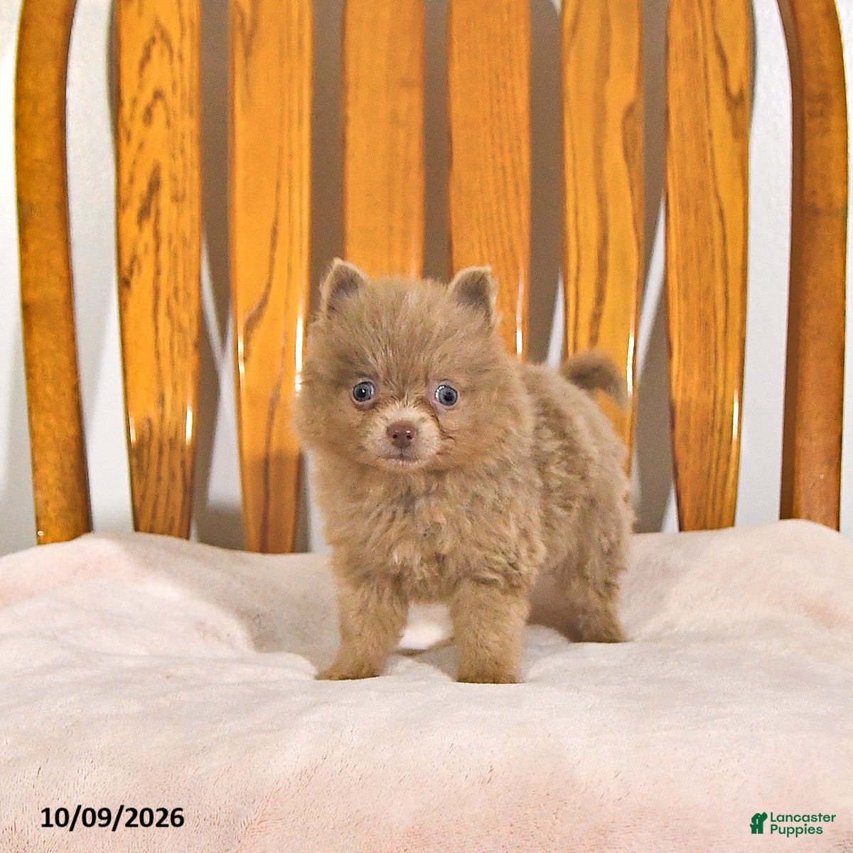Rover (Pomeranian, Male) in Howe, IN