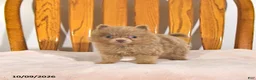 Pomeranian dogs for sale: Rover - Ad 1