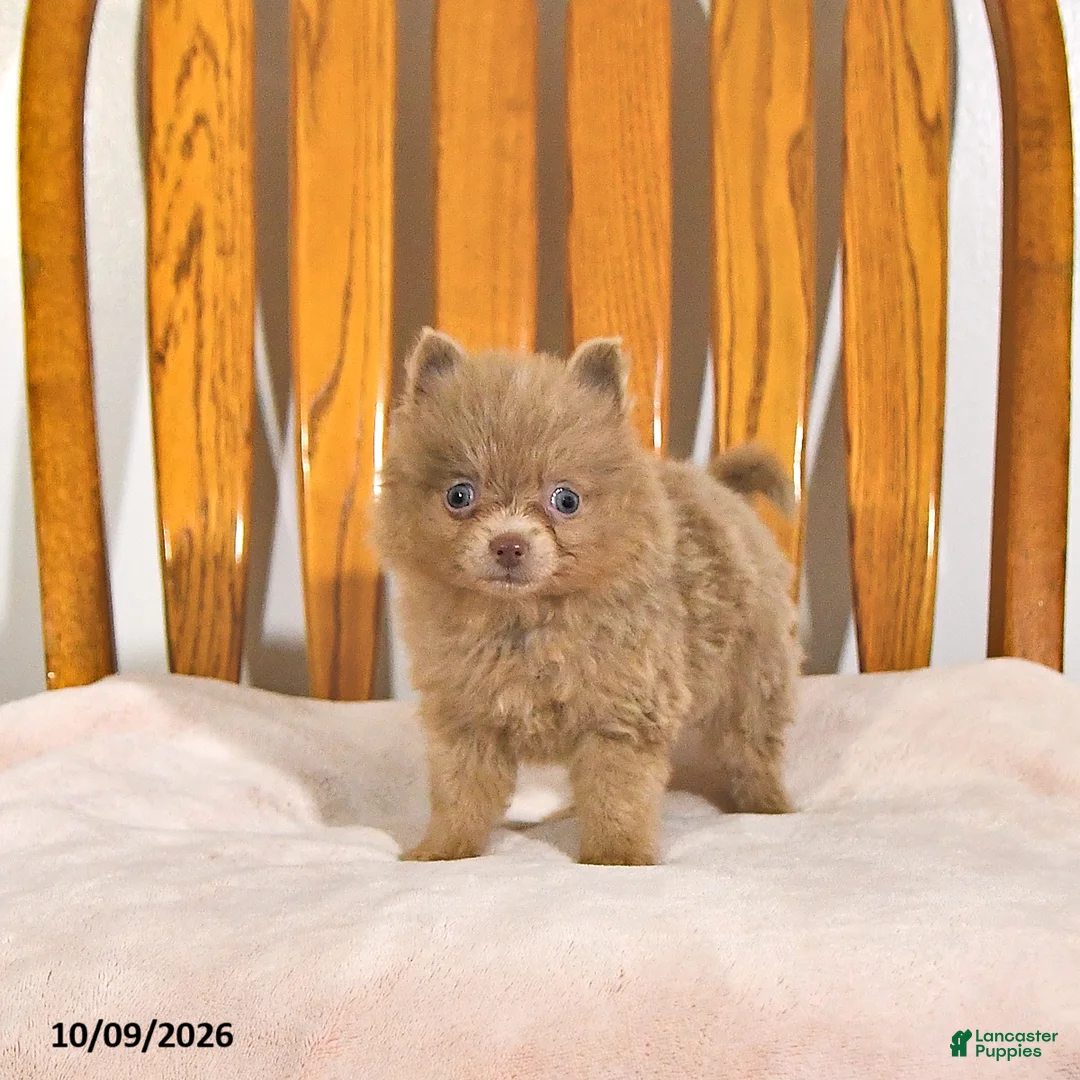 Pomeranian dogs for sale: Rover - Ad 1