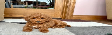 Cavapoo female Puppy 5
