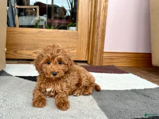 Cavapoo dogs Cavapoo female Puppy 5 - Ad 37