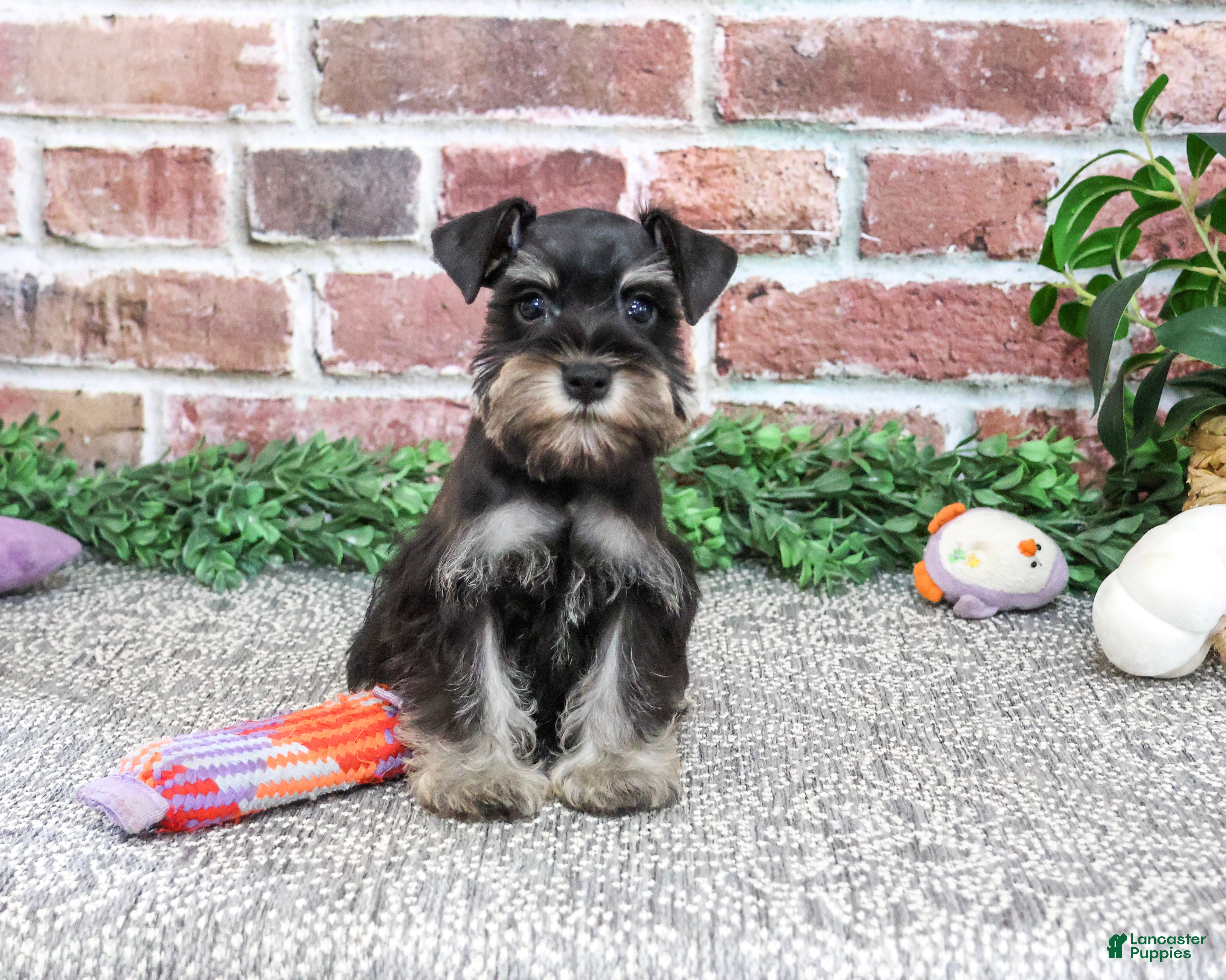 Miniature Schnauzer dogs for sale: Davina - Ad 2