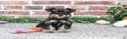 Miniature Schnauzer dogs for sale: Davina - Ad 2