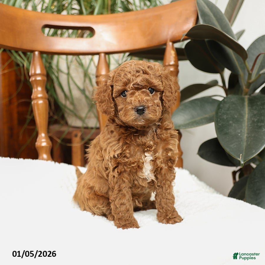 Mini Goldendoodle dogs Bruce - Ad 3