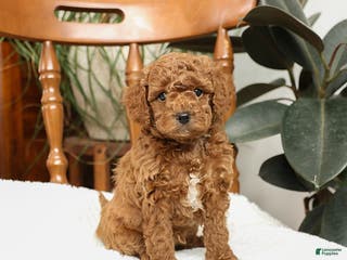 Mini Goldendoodle dogs Bruce - Ad 3