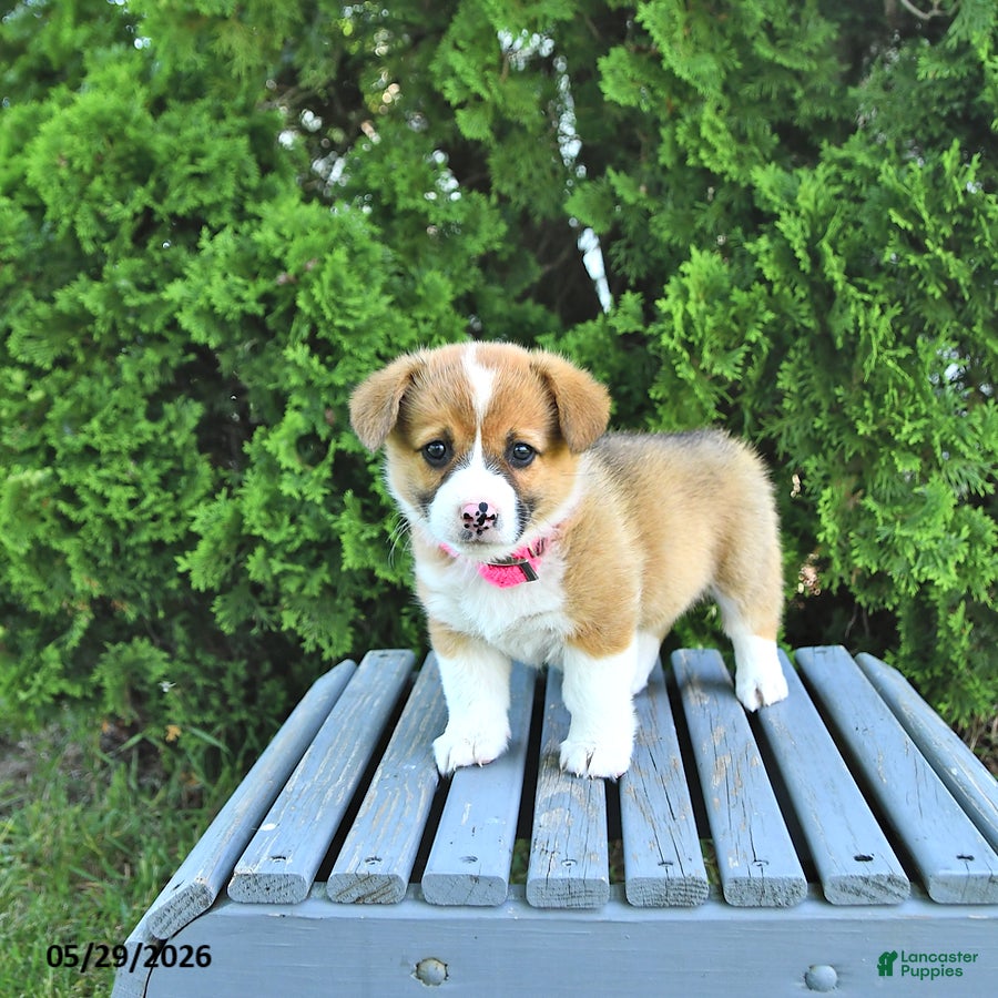 Welsh Corgi Pembroke dogs Beverly - Ad 2
