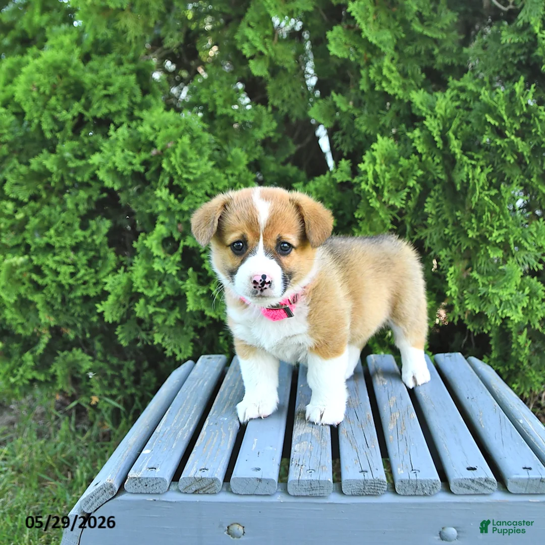 Welsh Corgi Pembroke dogs for sale: Beverly - Ad 2