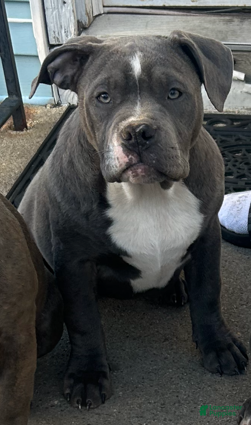 American Bully dogs American Bully Puppy 3 - Ad 17