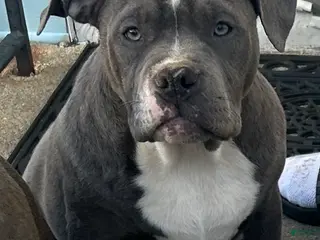 American Bully dogs American Bully Puppy 3 - Ad 17