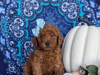 Miniature Labradoodle dogs - Ad 32