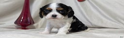 Cavalier King Charles Spaniel dogs for sale: Ruby - Ad 8