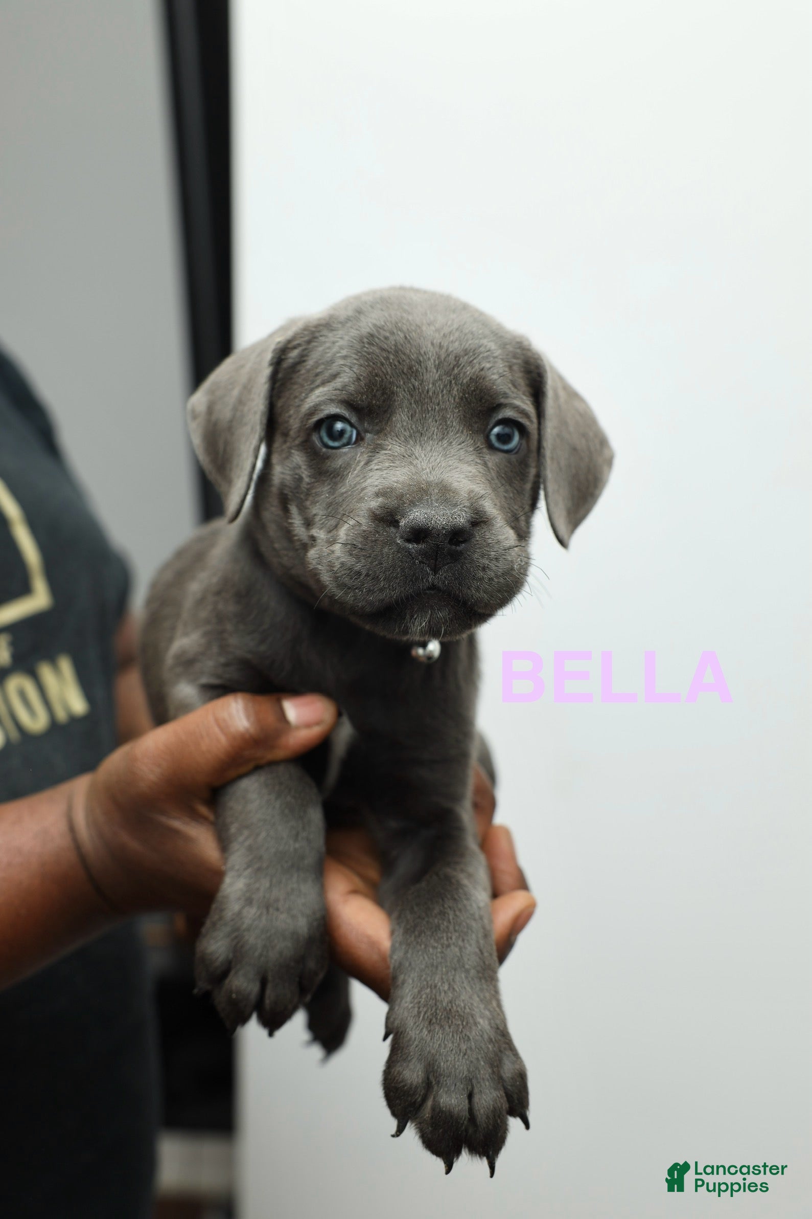 Cane Corso dogs Bella - Ad 7