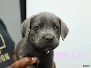 Cane Corso dogs Bella - Ad 6