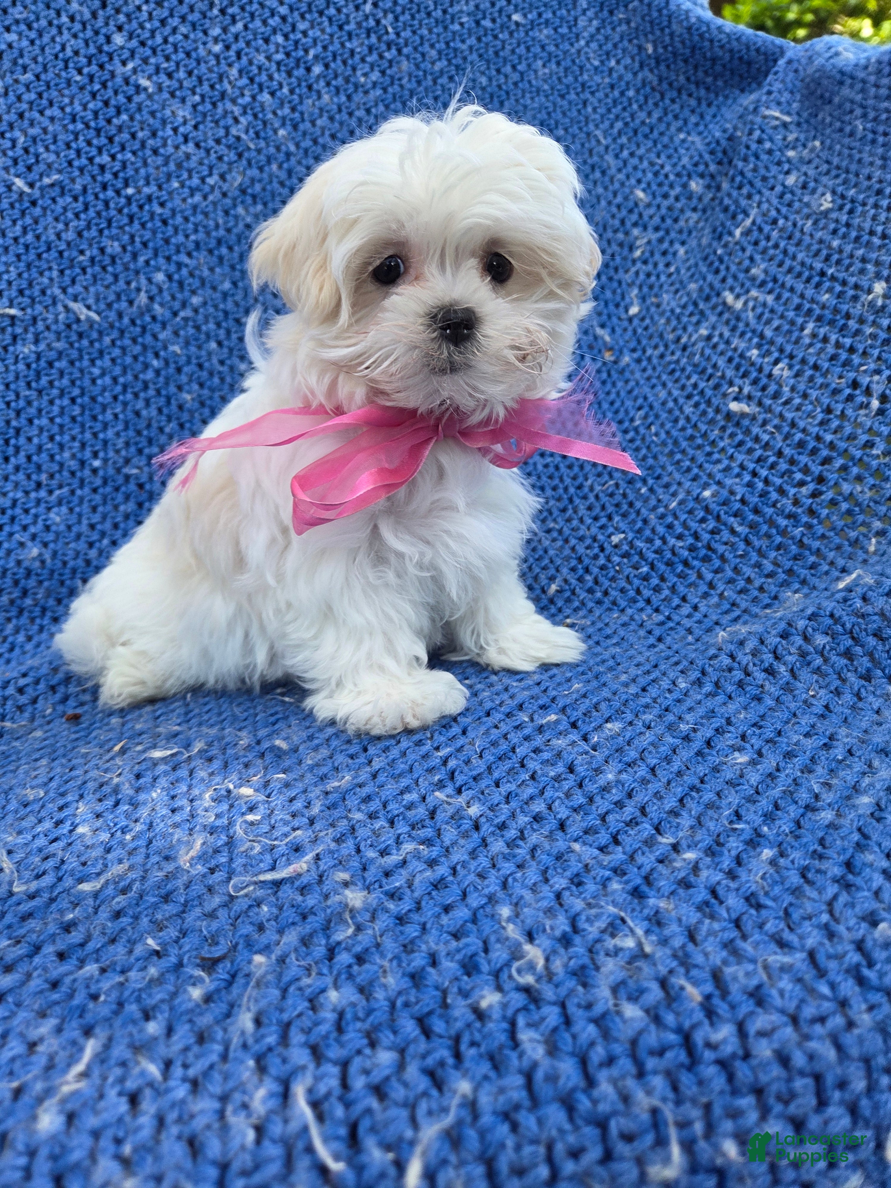 Maltipoo dogs Hanna  - Ad 32