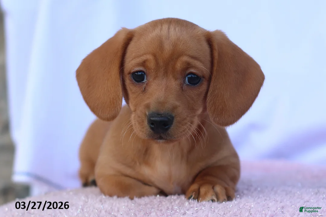 Miniature Dachshund dogs for sale: Farah - Ad 2