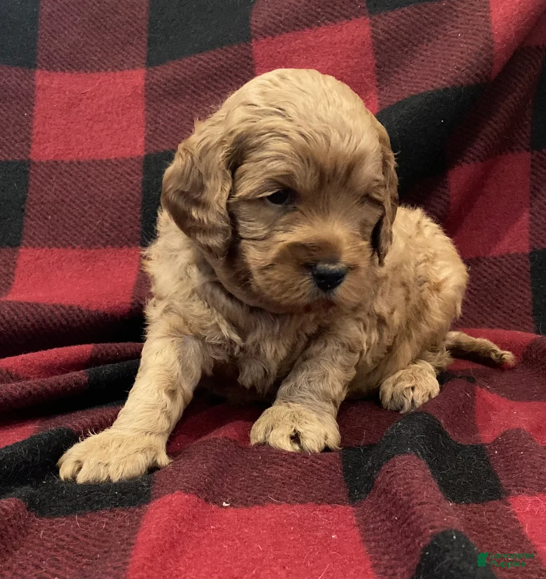 Labradoodle dogs for sale: Maverick - Ad 19