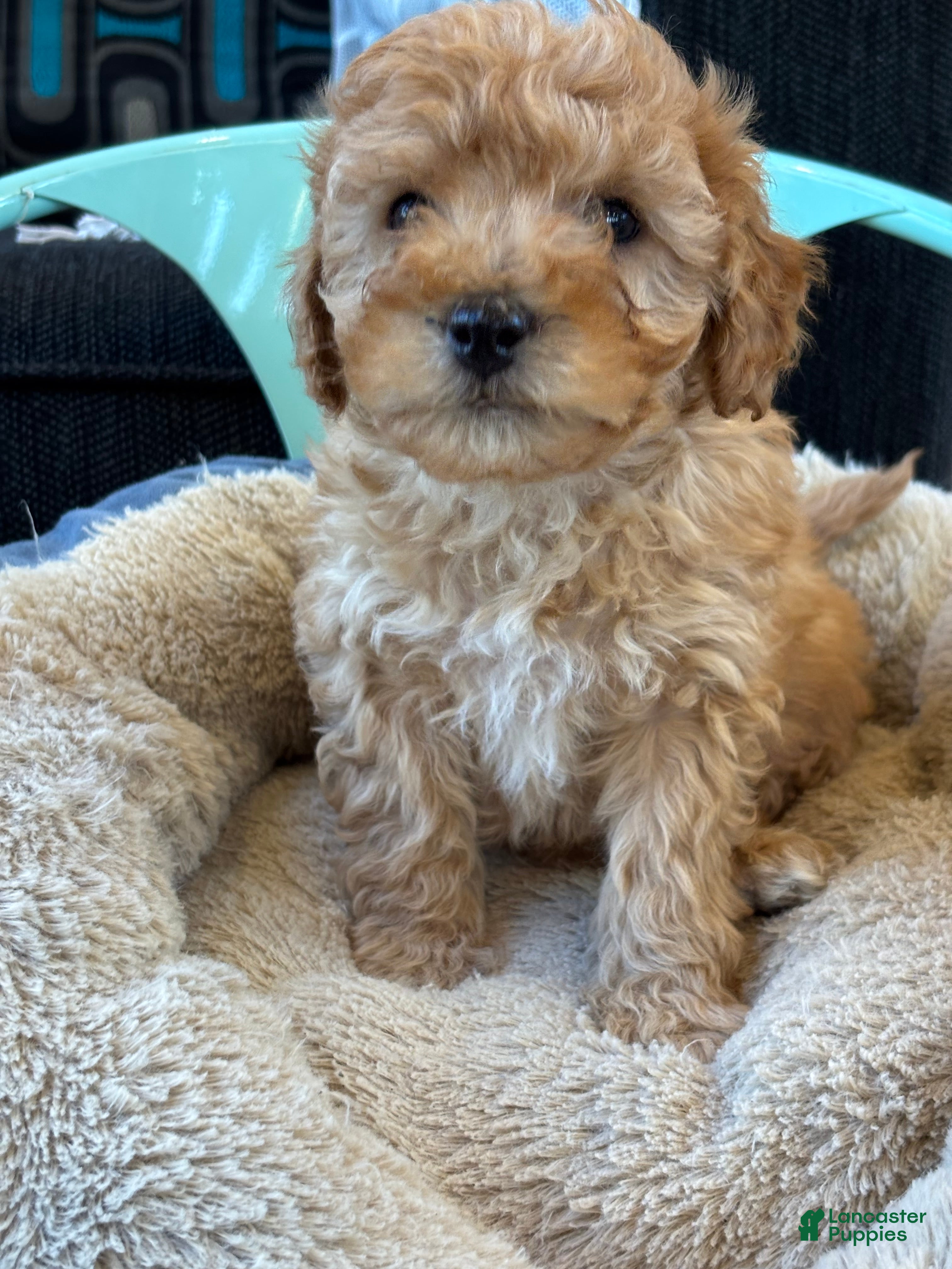 Cavapoo dogs Billy - Ad 1