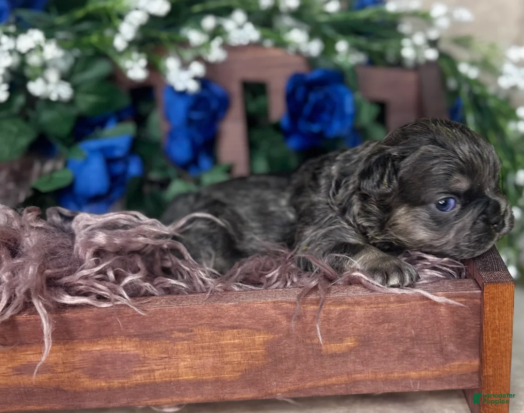 French Bulldog dogs for sale: TWINKLE - Ad 7