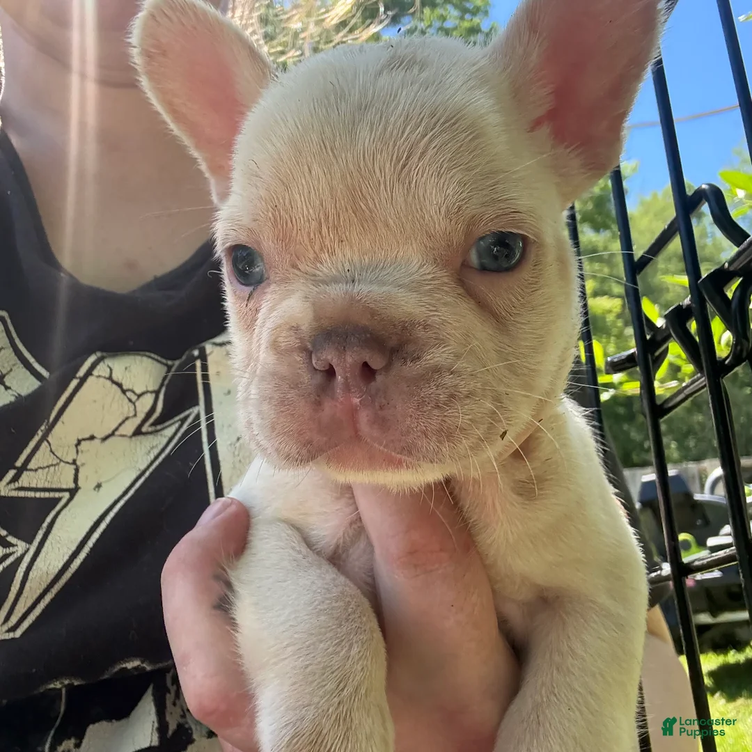 French Bulldog dogs for sale: French Bulldog Puppy 6 (standard fur potential pink/albino) - Ad 1
