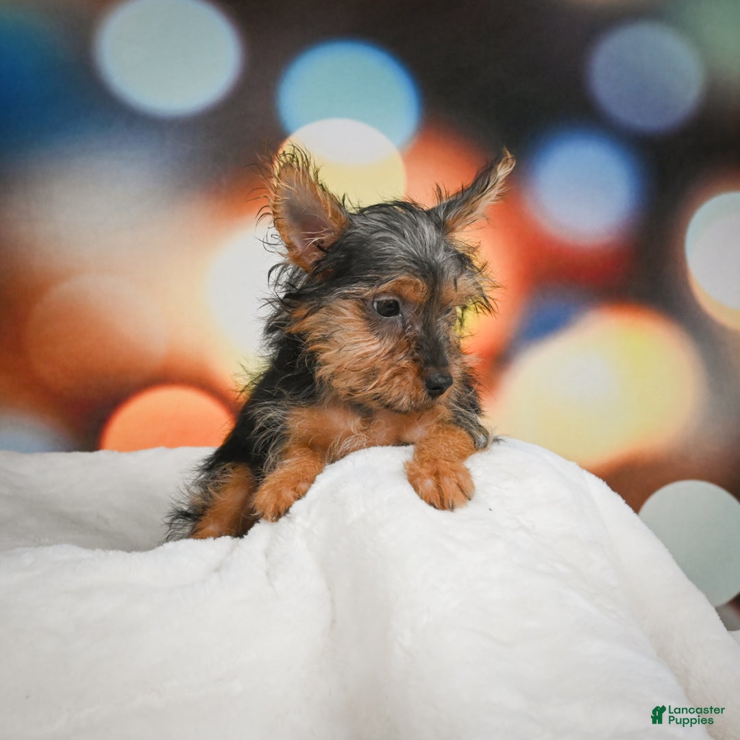 Yorkshire Terrier dogs for sale: Yasmin - Ad 8