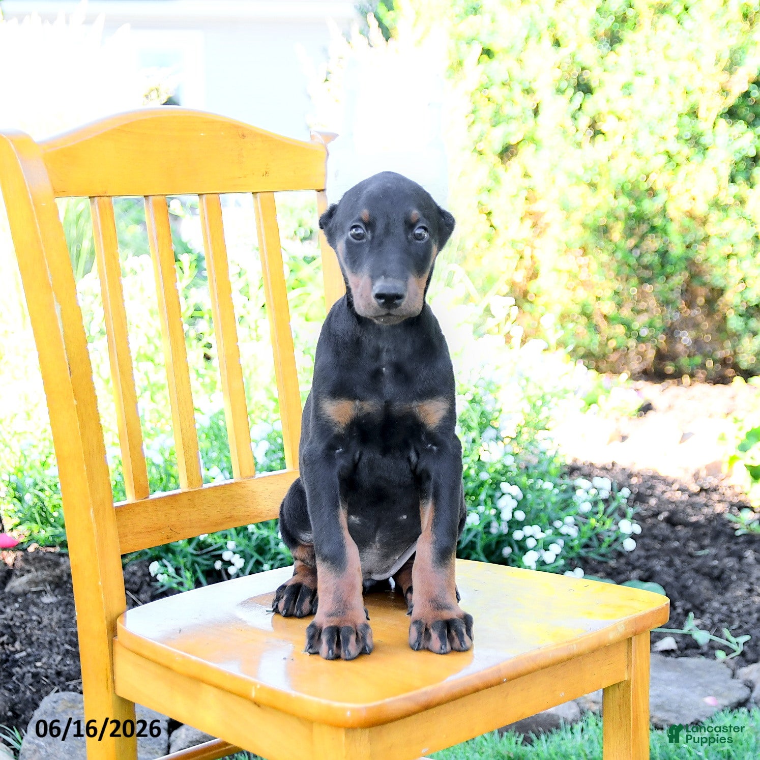 Doberman Pinscher dogs Lassie - Ad 2