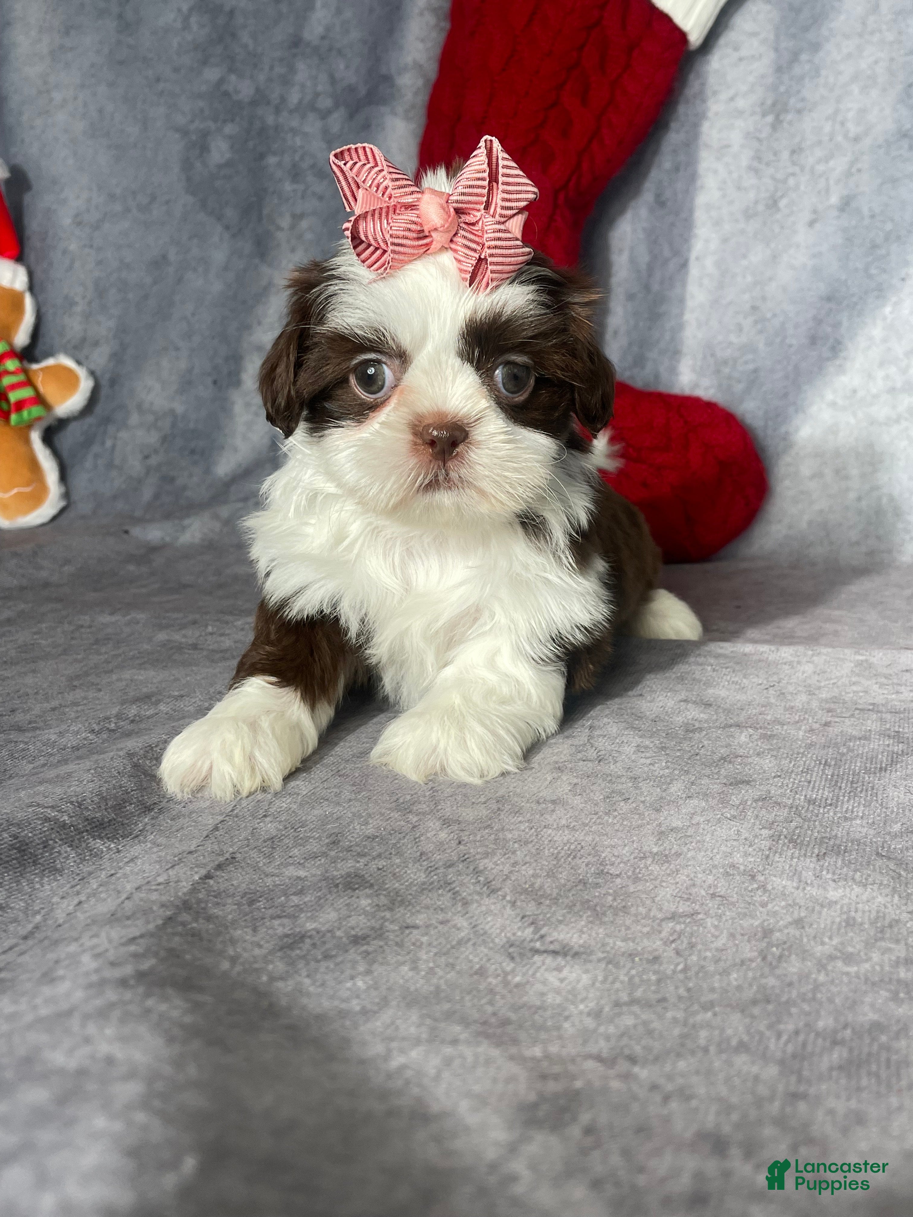 Shih Tzu dogs Skye - Ad 41