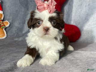 Shih Tzu dogs for sale: Skye - Ad 1