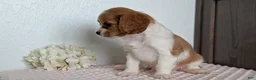 Cavapoo dogs for sale: Stella - Ad 10