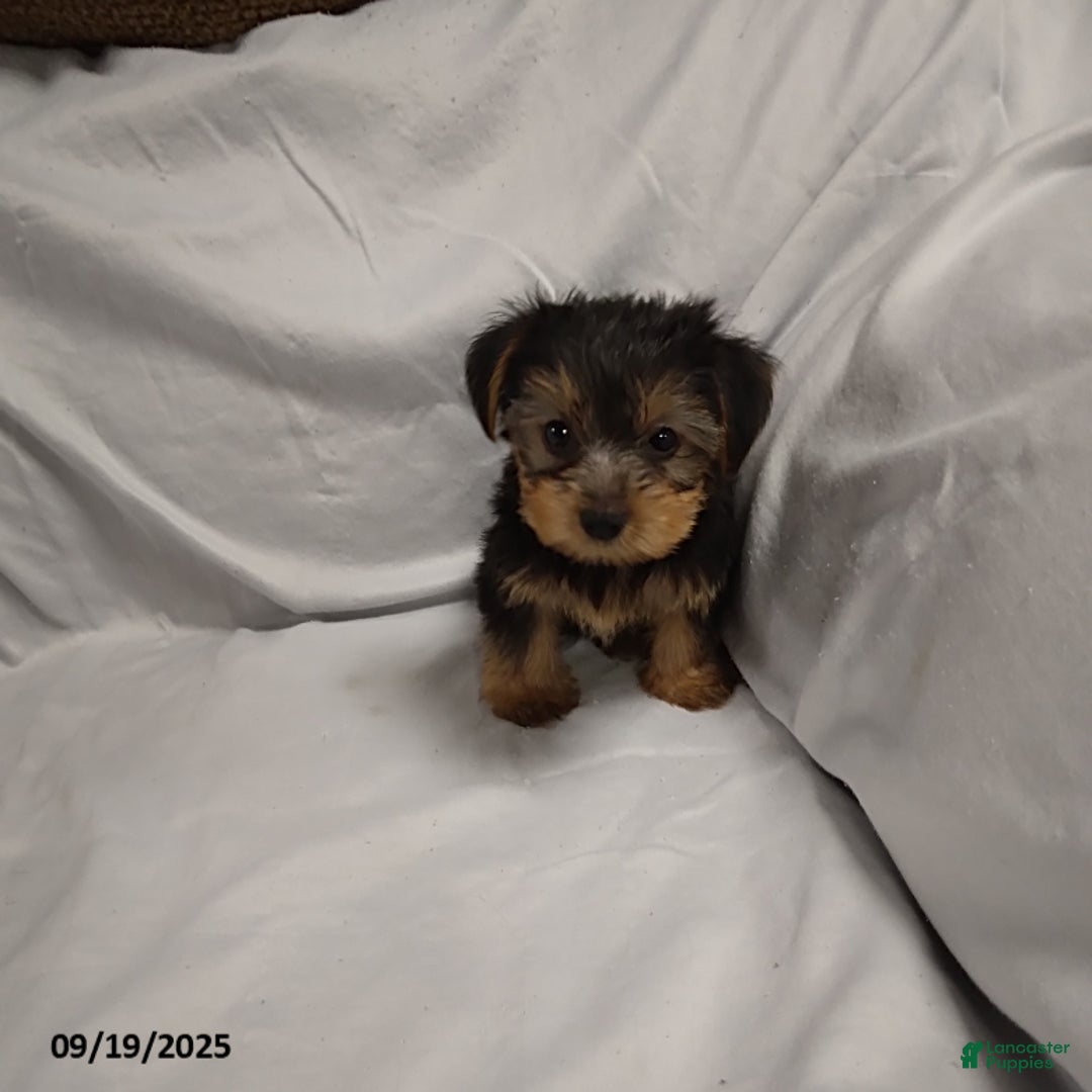 Yorkshire Terrier dogs for sale: Buttercup - Ad 2