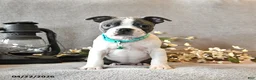 Boston Terrier dogs for sale: Romeo - Ad 3