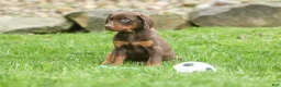 Doberman Pinscher dogs for sale: Dash (Red Rust) 🐶 - Ad 5