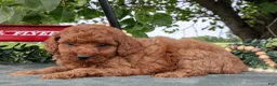 Miniature Poodle dogs for sale: Stacy - Ad 3
