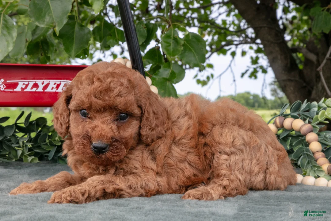Miniature Poodle dogs for sale: Stacy - Ad 3