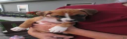 Boxer dogs for sale: Forrest - Ad 9