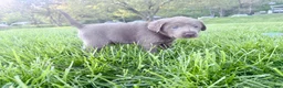 Labrador Retriever dogs for sale: Bullet - Ad 4