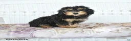 Miniature Poodle dogs for sale: Abby - Ad 4