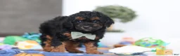 Miniature Poodle dogs for sale: Casey - Ad 4