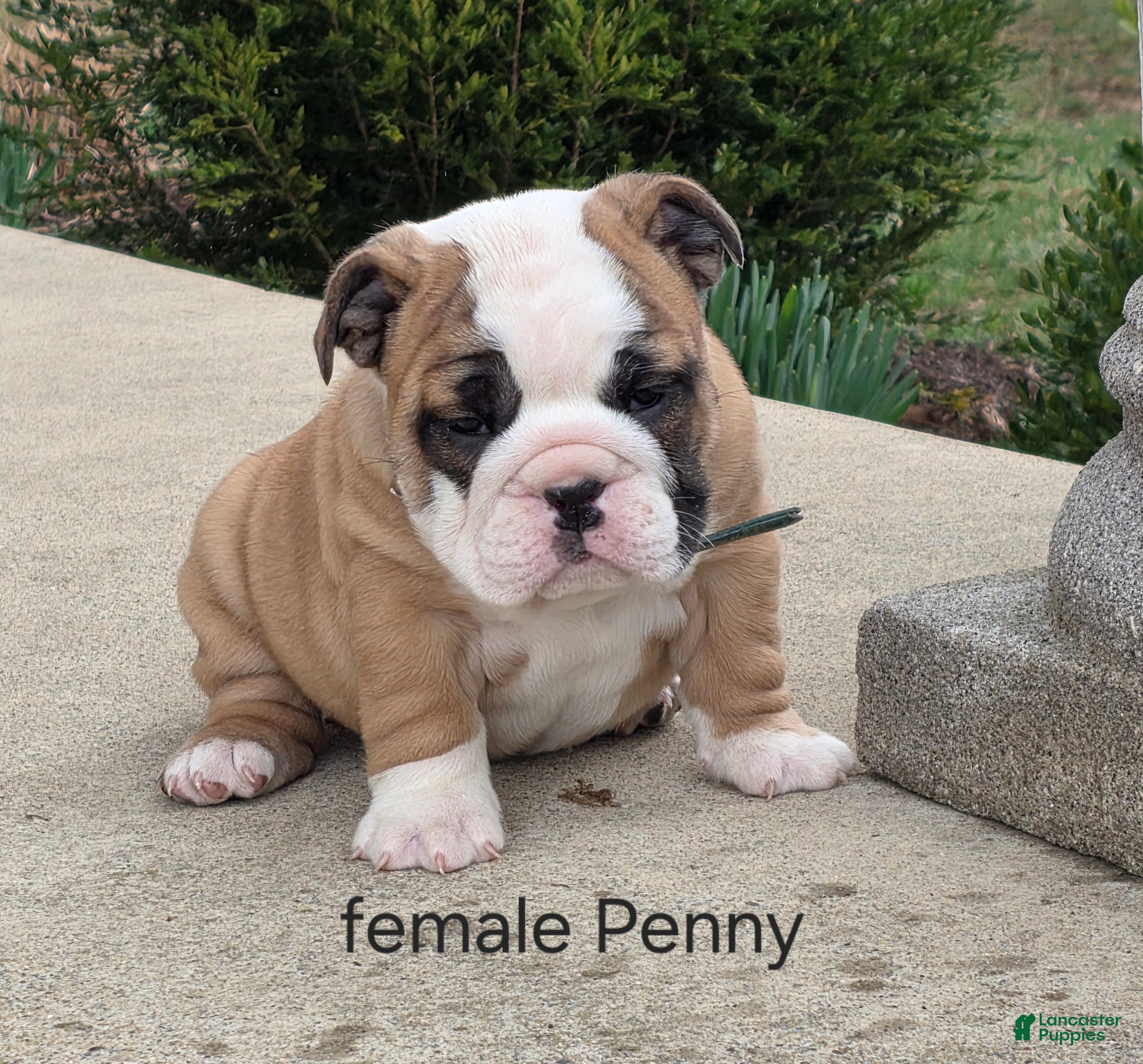 English Bulldog dogs English Bulldog Puppy 2 - Ad 2