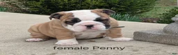 English Bulldog dogs for sale: English Bulldog Puppy 2 - Ad 2