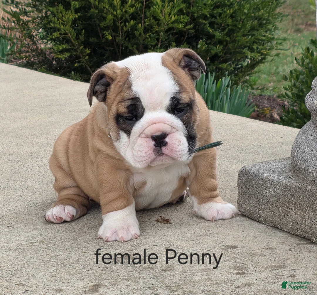 English Bulldog dogs for sale: English Bulldog Puppy 2 - Ad 2