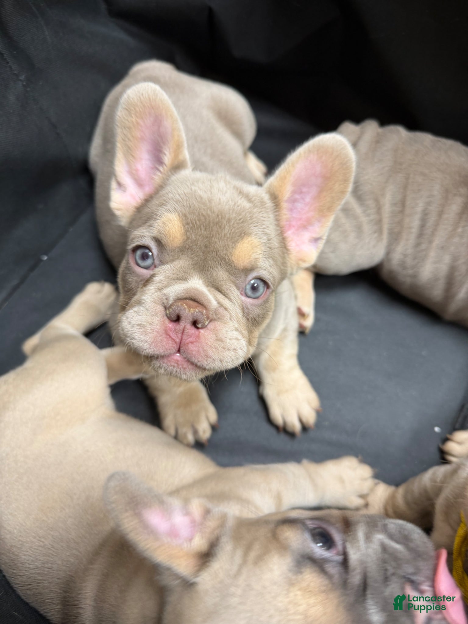 French Bulldog dogs for sale: New Shade Isabella (fluffy carrier ?) - Ad 3