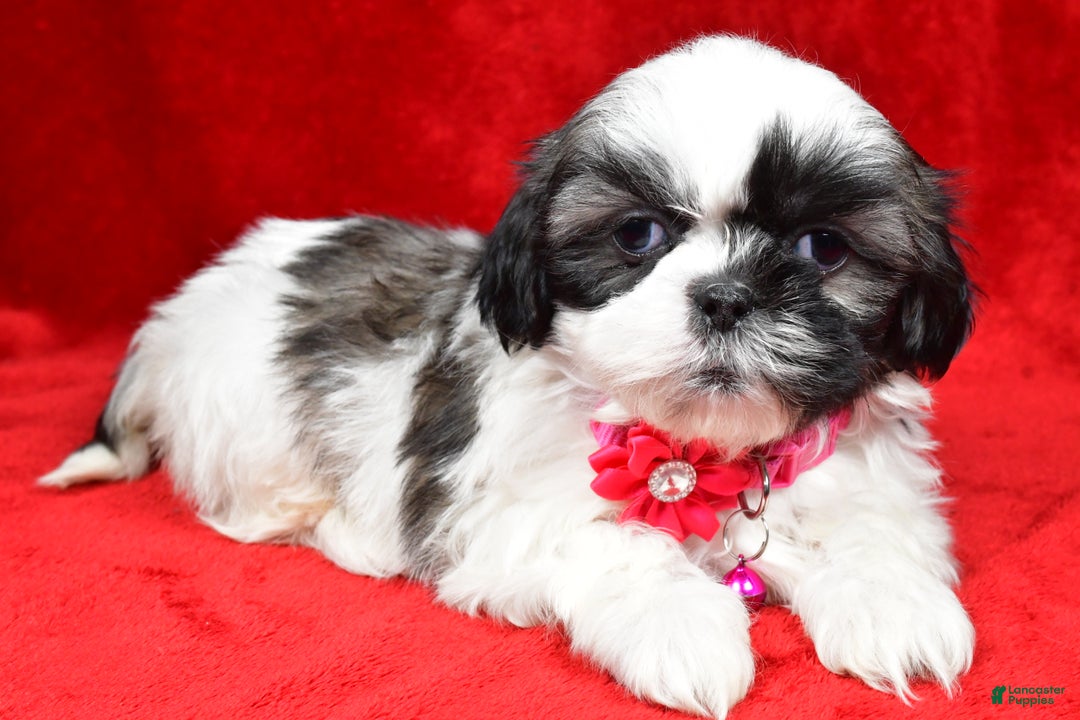 Shih Tzu dogs for sale: Hope - Ad 2