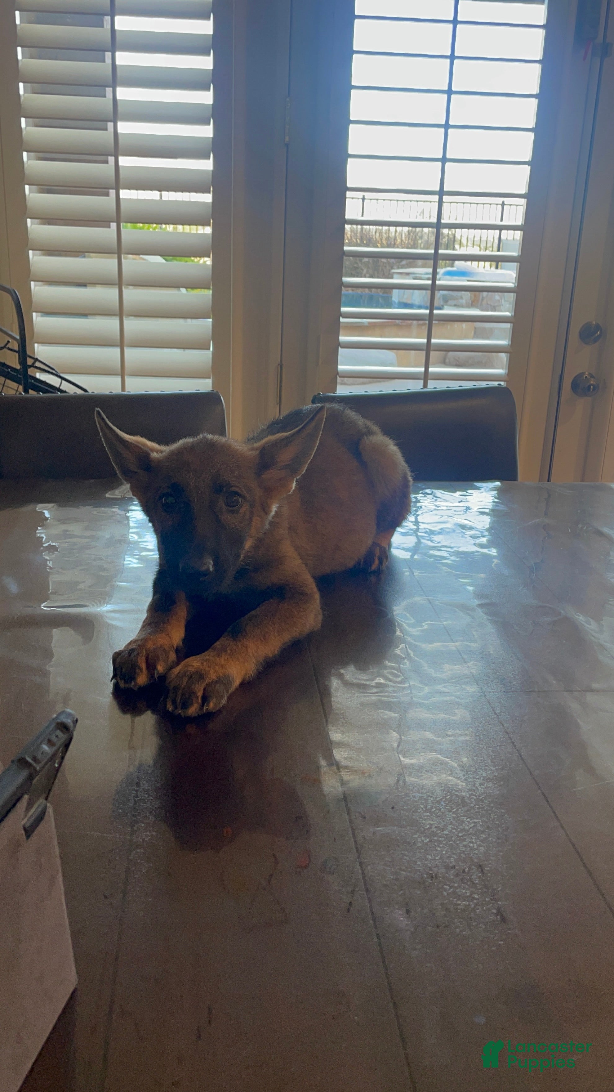 German Shepherd dogs for sale: German Shepherd 5 - Ad 1
