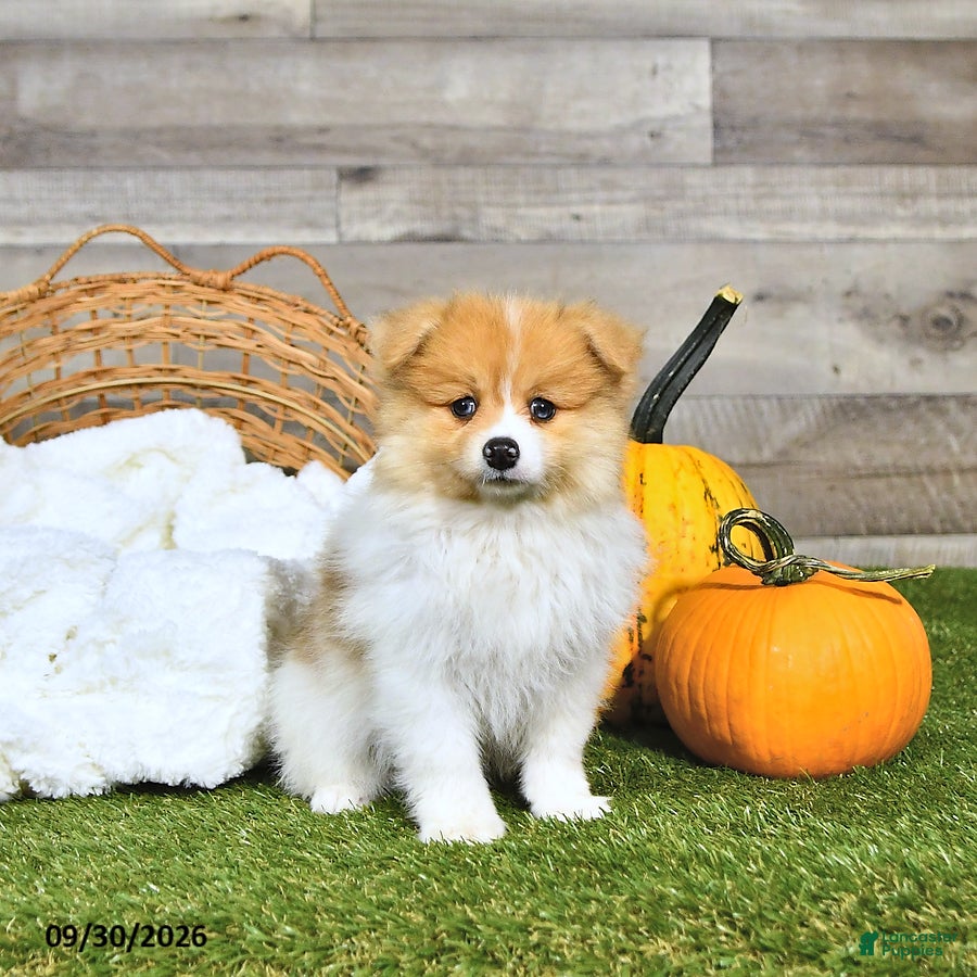 Pomeranian dogs Nolan - Ad 1