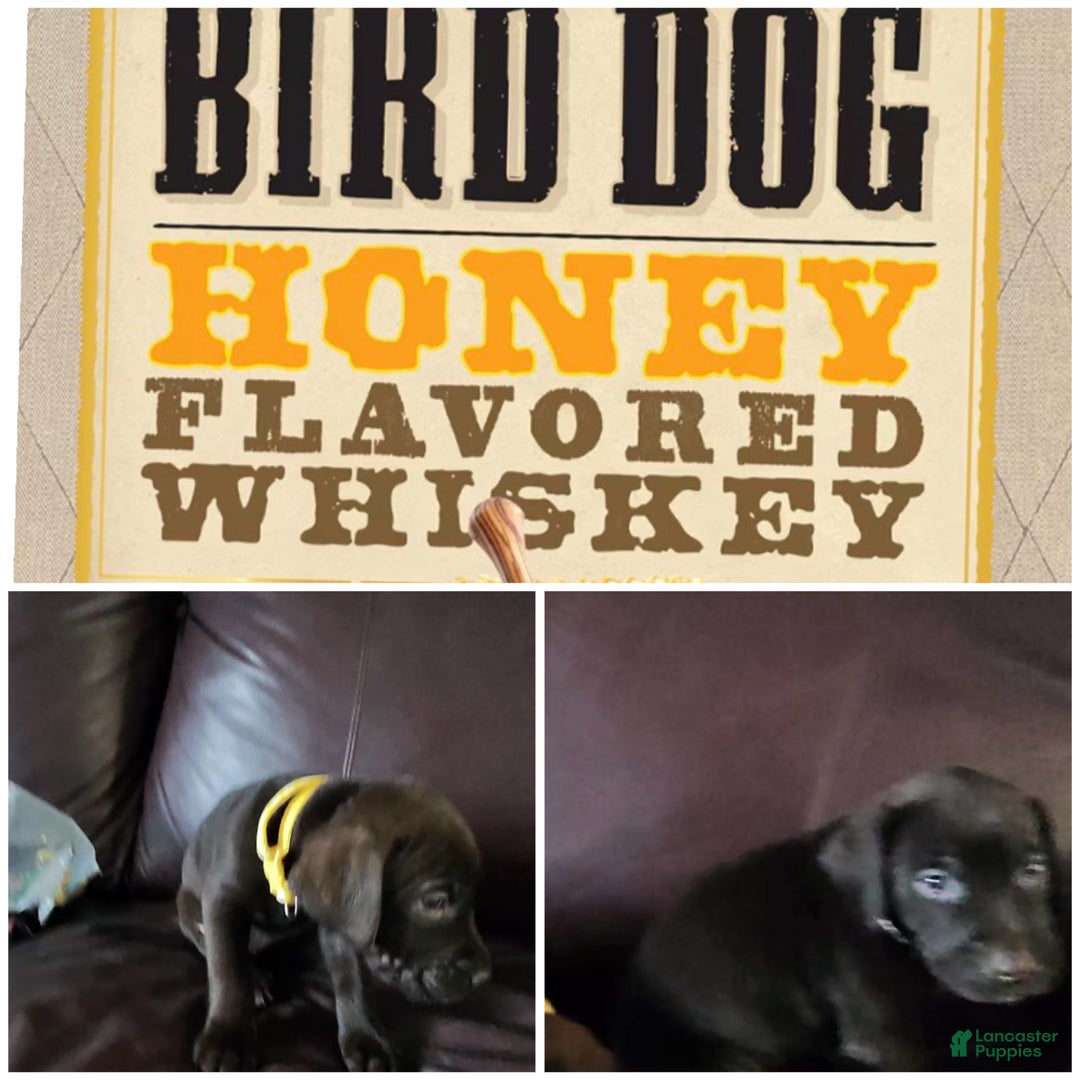 Mixed Breed dogs for sale: Carmella / Cinimini / Honey / Albany / Mini zoo / midnight - Ad 30