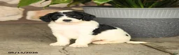 Double Doodle dogs for sale: Bandit - Ad 5
