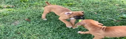 Boxer dogs for sale: Colt - Ad 3